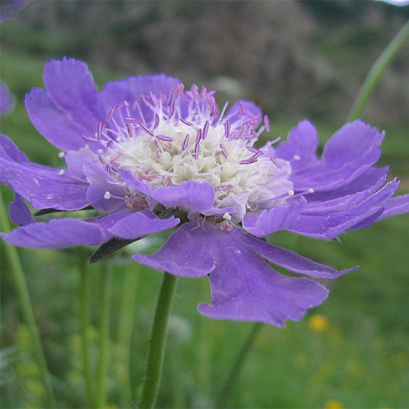 Scabiosa caucasica Kompliment (Flowering)