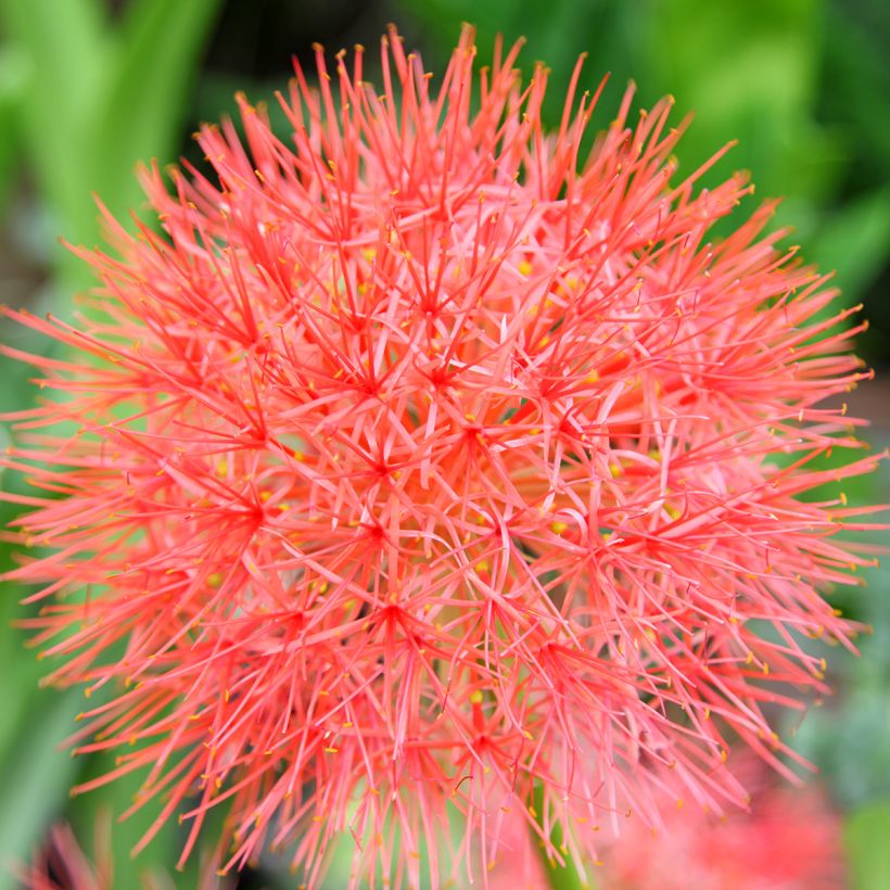 Scadoxus multiflorus (Flowering)
