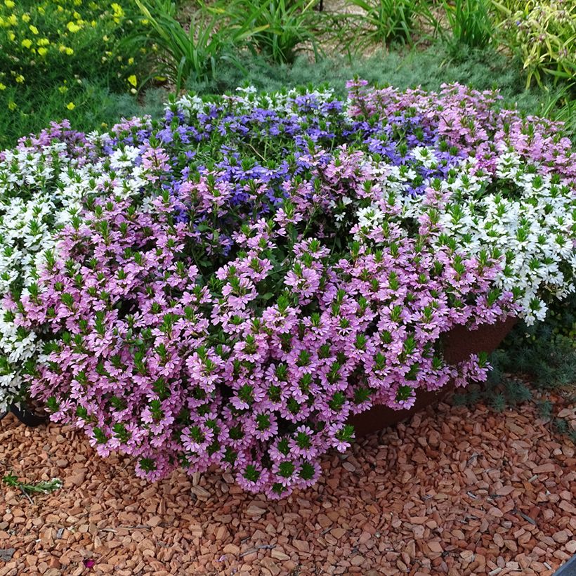 Scaevola aemula Baby Pink Touch (Plant habit)