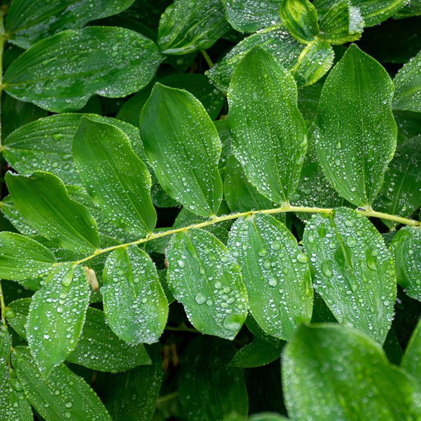 Polygonatum multiflorum - Solomon's Seal (Foliage)