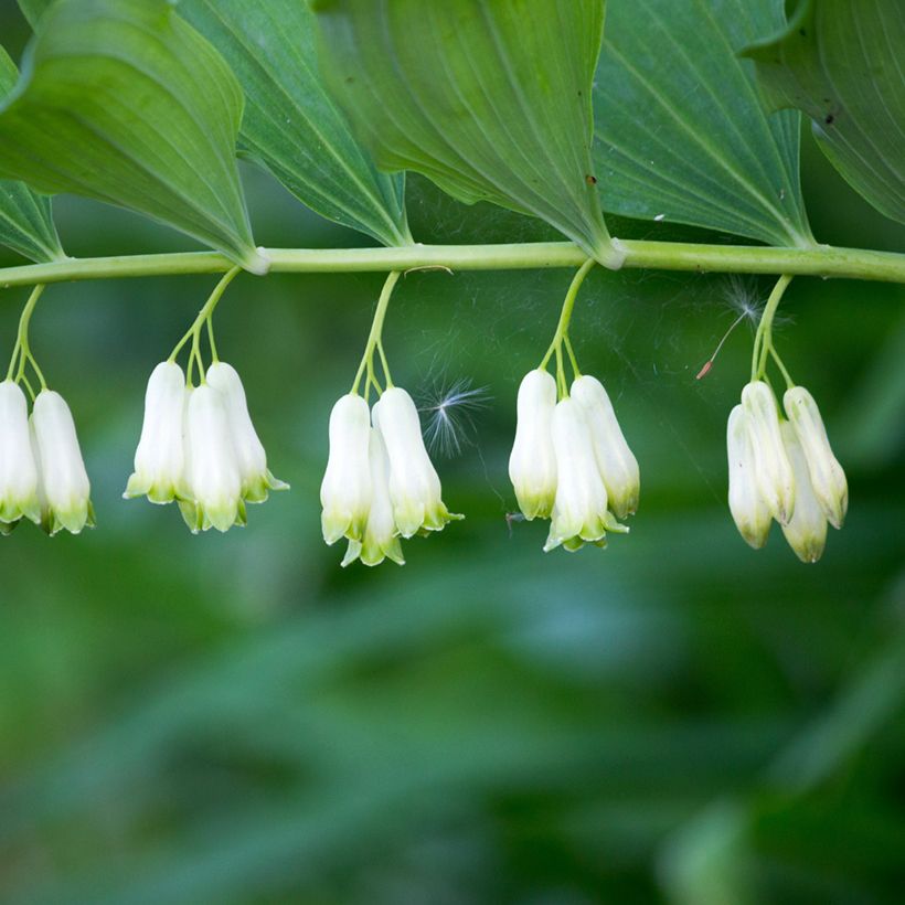 Polygonatum multiflorum - Solomon's Seal (Flowering)