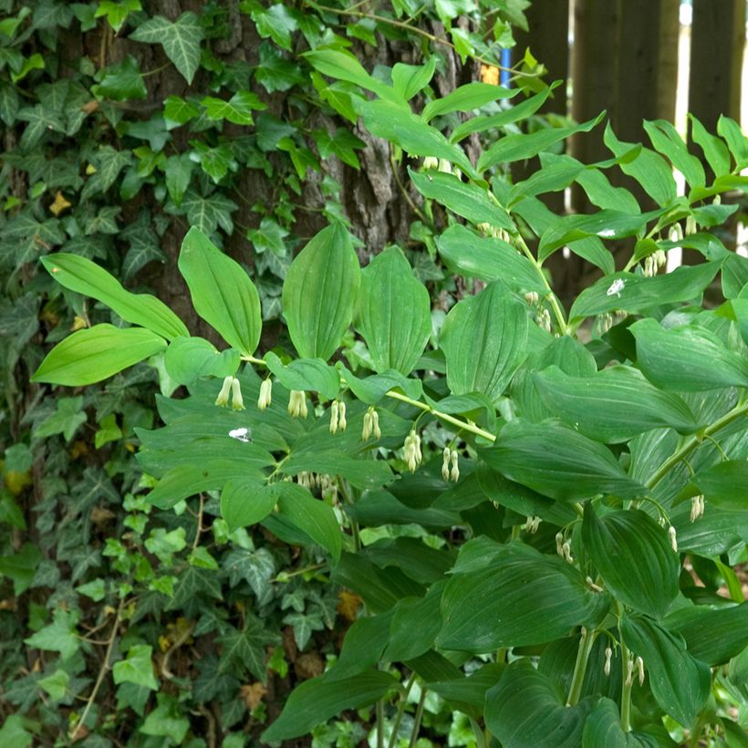 Polygonatum multiflorum - Solomon's Seal (Plant habit)