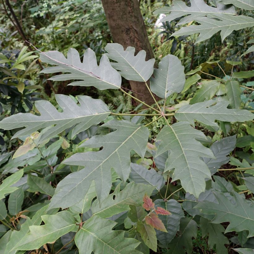 Schefflera delavayi (Foliage)