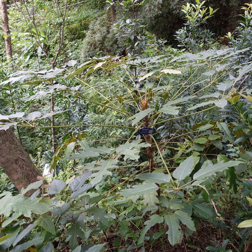 Schefflera delavayi (Plant habit)