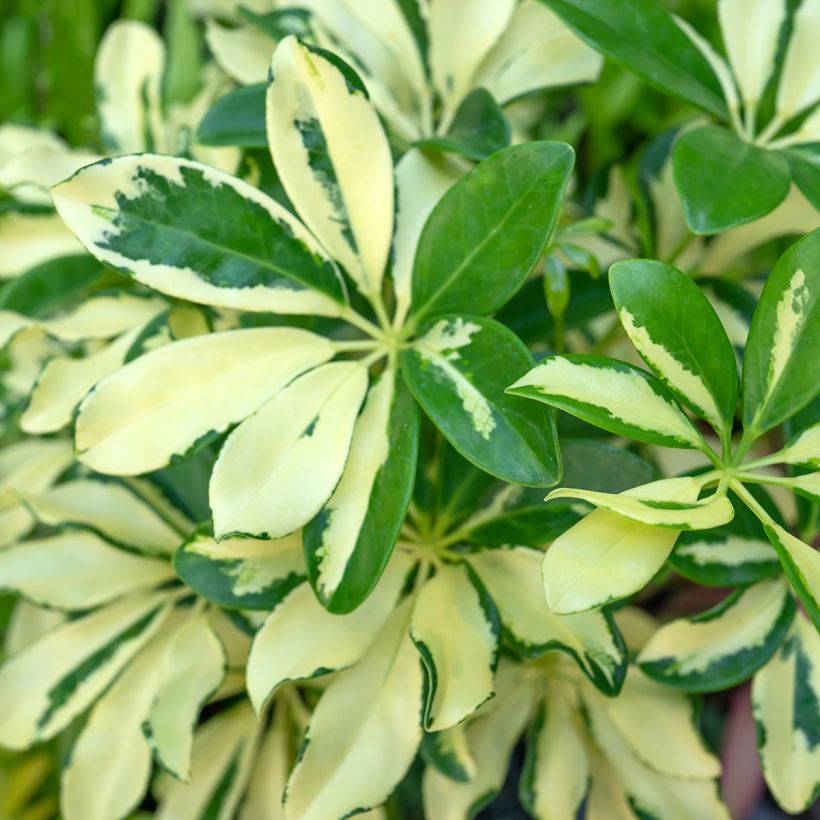 Schefflera arboricola Madame De Smet - Variegated umbrella tree (Foliage)