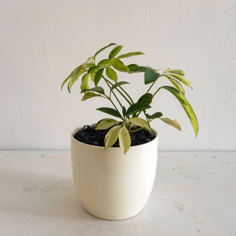 Schefflera arboricola Madame De Smet - Variegated umbrella tree (Plant habit)