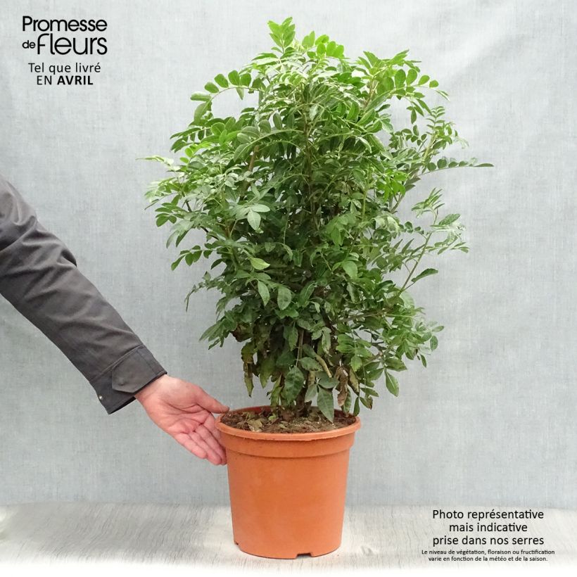 Schinus terebinthifolius - Poivre rose Pot de 7,5L/10L sample as delivered in spring
