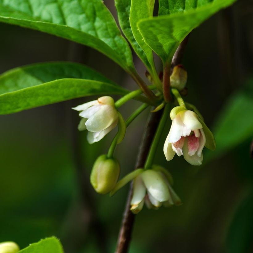 Schisandra chinensis Sadova N°1 (Flowering)