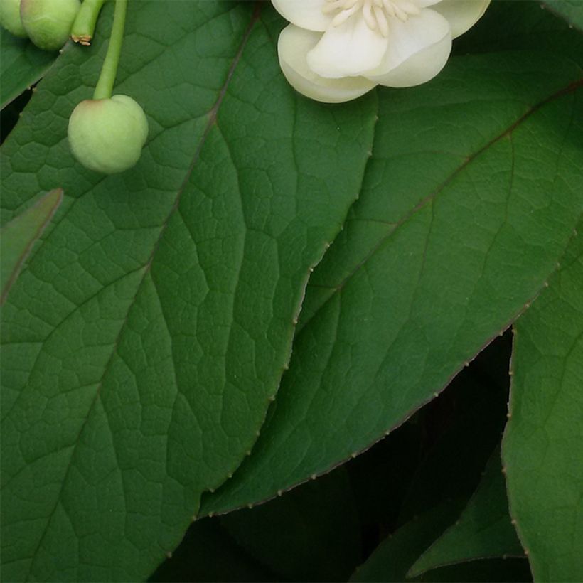 Schisandra grandiflora (Foliage)