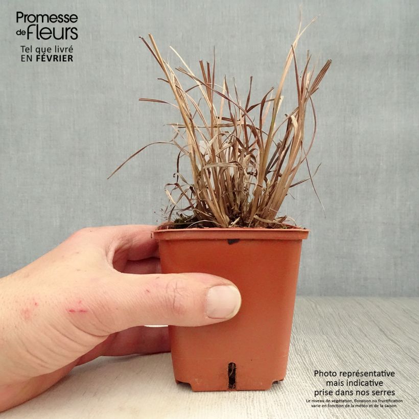 Schizachyrium scoparium Blue Heaven en godet de 9 cm sample as delivered in winter