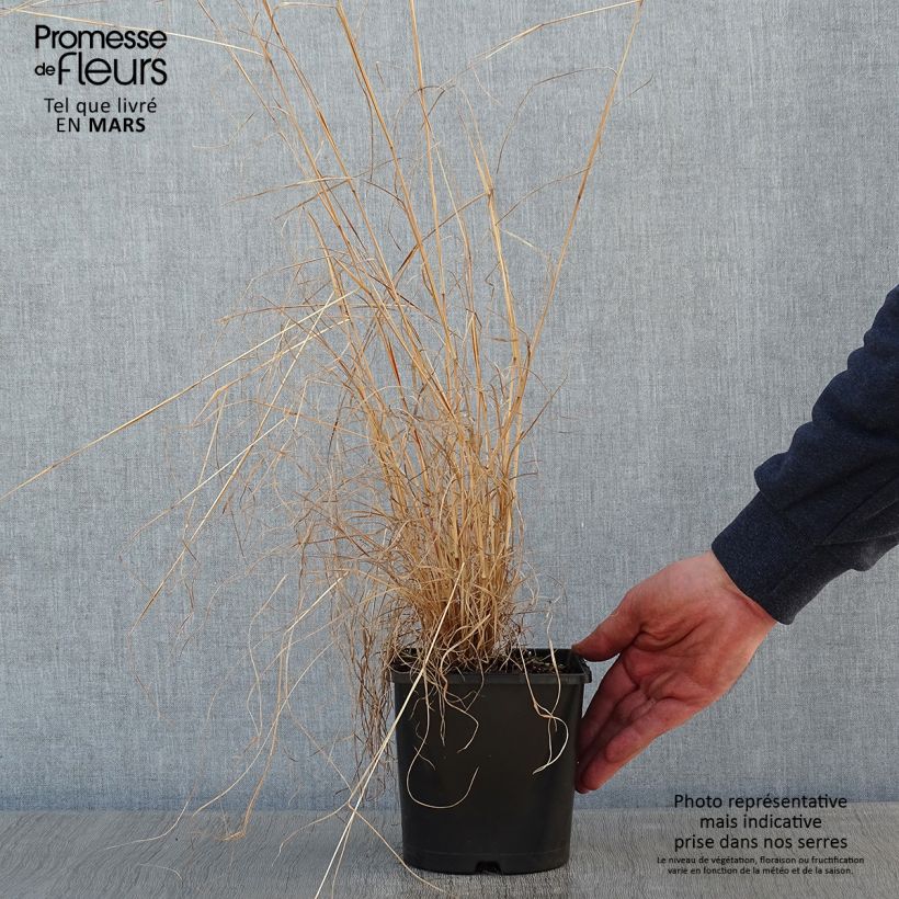 Schizachyrium scoparium Chameleon - Herbe à balais - Pot de 2L/3L sample as delivered in winter