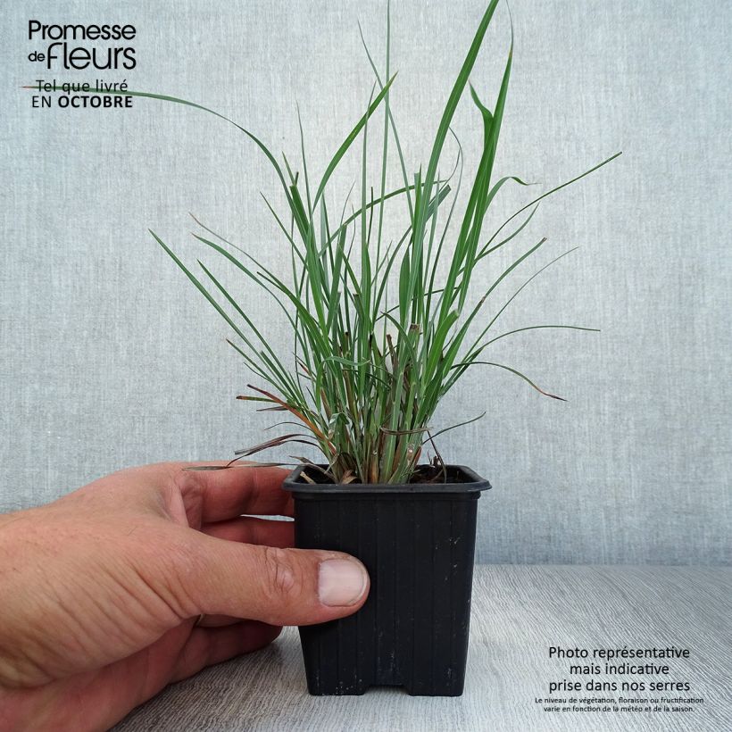 Schizachyrium scoparium Godet de 8 cm sample as delivered in autumn