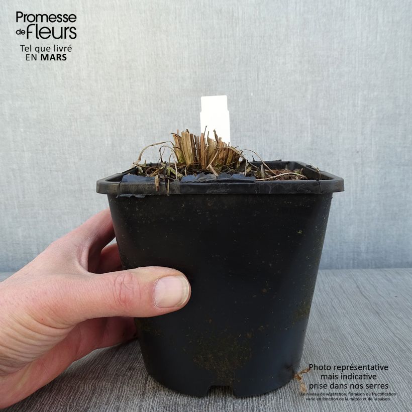 Schizachyrium scoparium Twilight Zone - Herbe à balais Pot de 2L/3L sample as delivered in winter