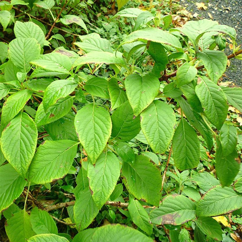 Schizophragma corylifolium (Foliage)
