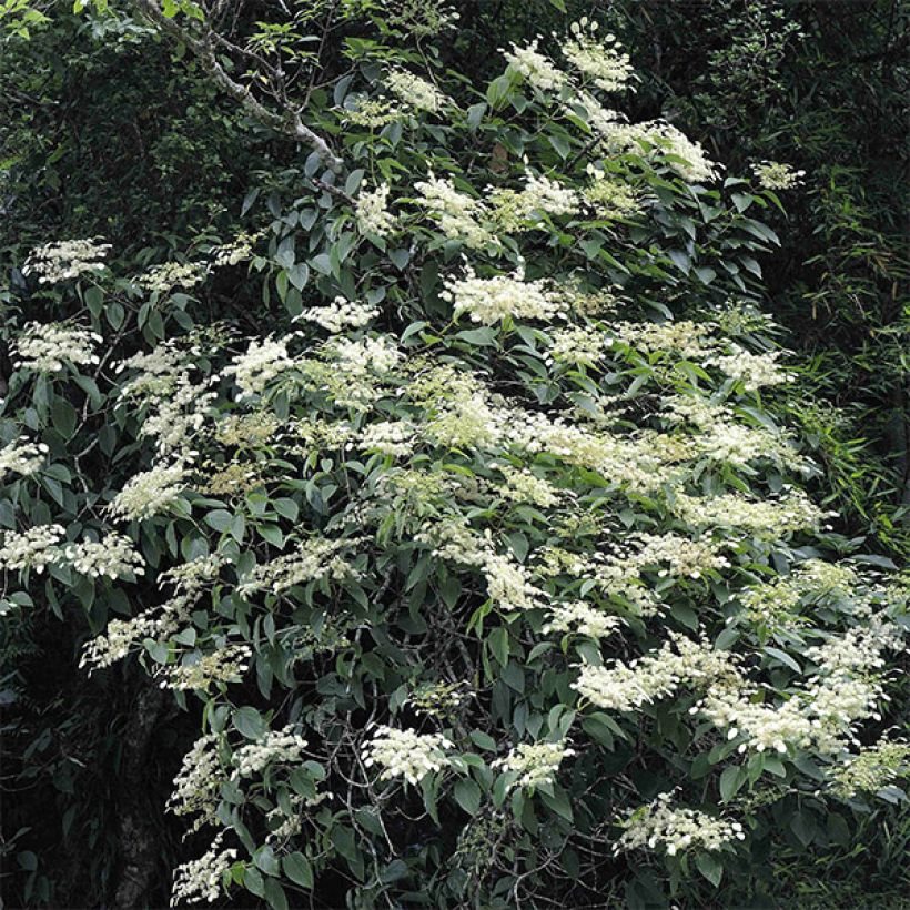 Schizophragma fauriei (Plant habit)