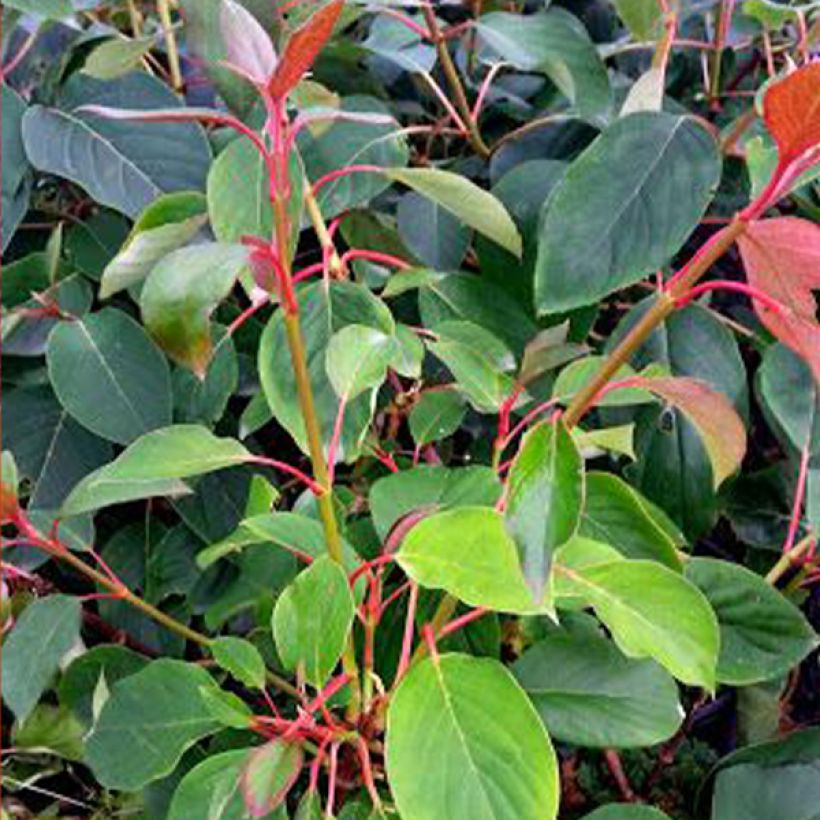 Schizophragma hydrangeoides Red Rhapsody (Foliage)