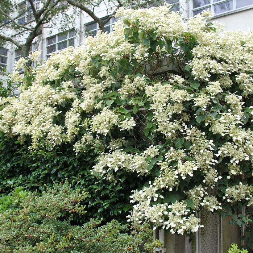 Schizophragma hydrangeoides Red Rhapsody (Plant habit)