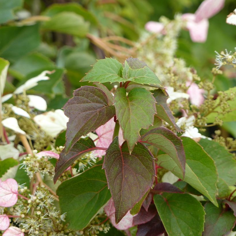 Schizophragma hydrangeoides Rose Sensation (Foliage)