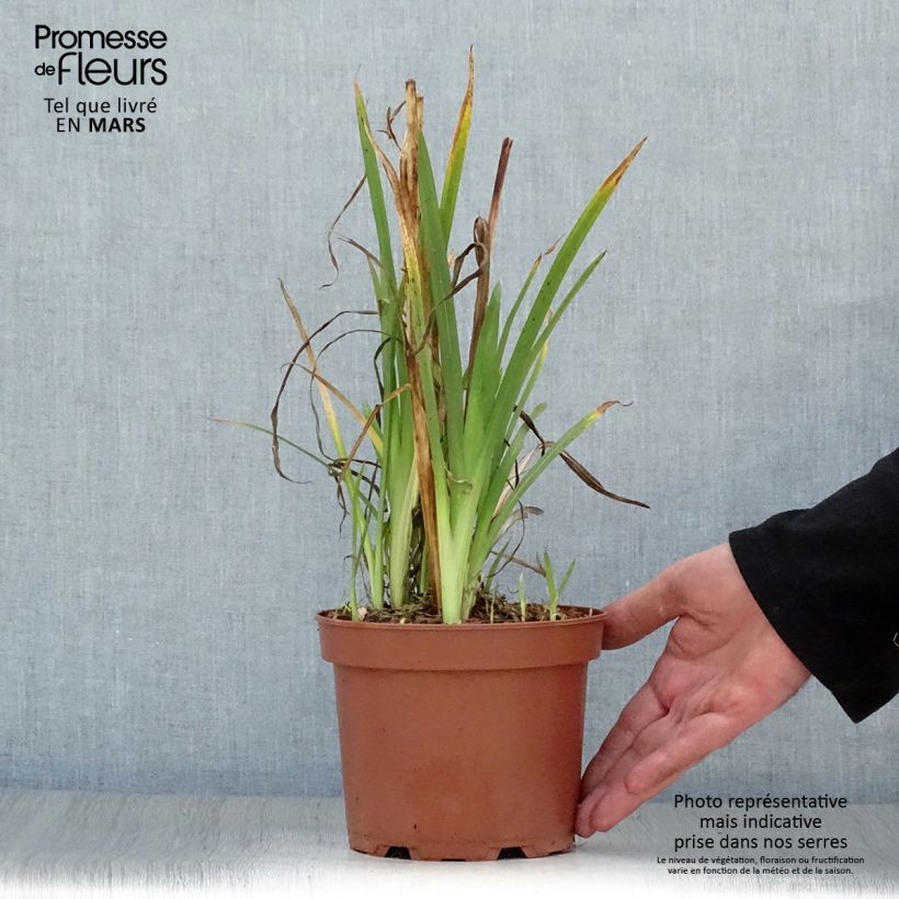 Schizostylis coccinea Mrs Hegarty 2L/3L pot sample as delivered in spring