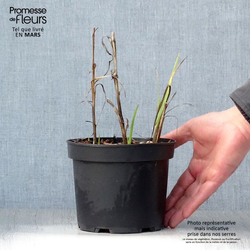 Schizostylis coccinea Alba, Lis des Cafres Pot de 2L/3L sample as delivered in spring