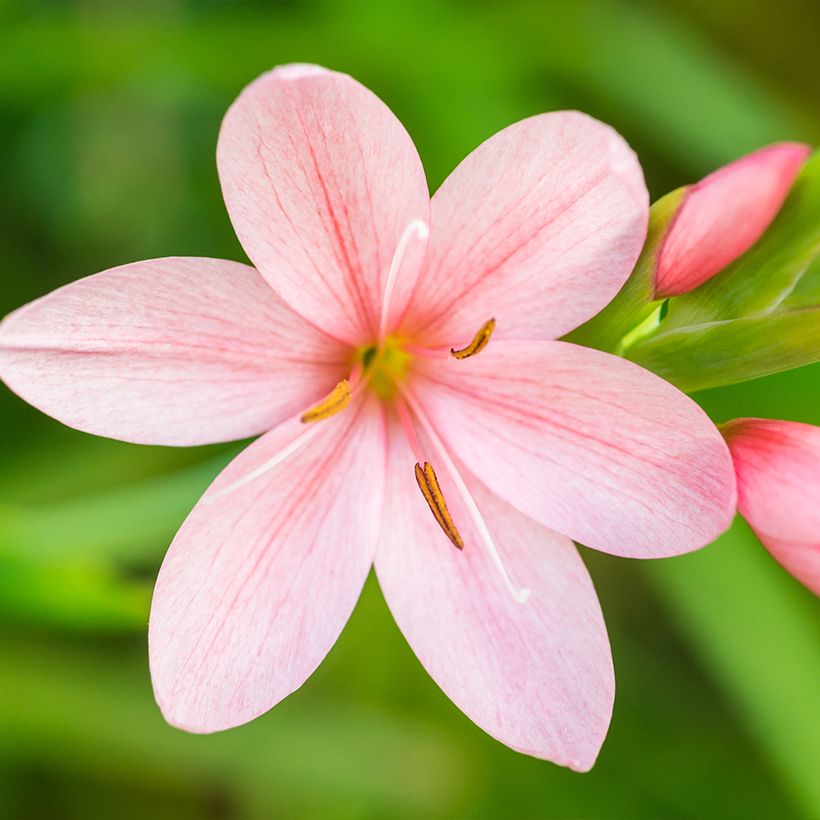 Schizostylis coccinea Rosea (Flowering)