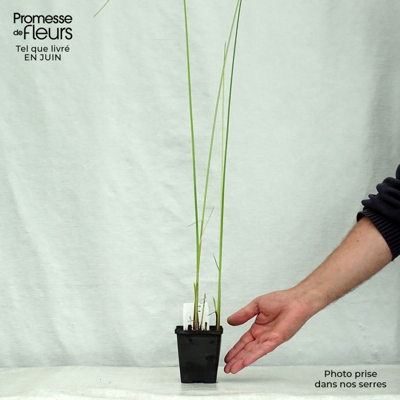 Schoenoplectus lacustris subsp. tabernaemontani Albescens 8/9 cm pot sample as delivered in summer