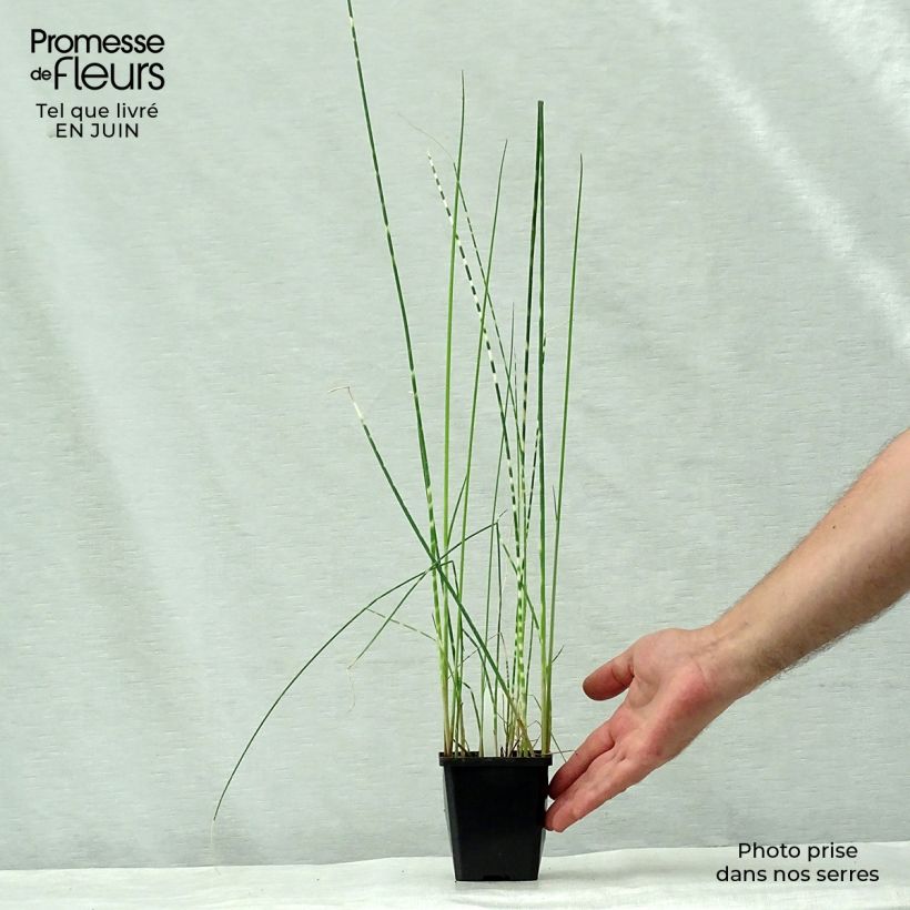 Schoenoplectus lacustris subsp tabernaemontani Zebrinus 8/9 cm pot sample as delivered in summer