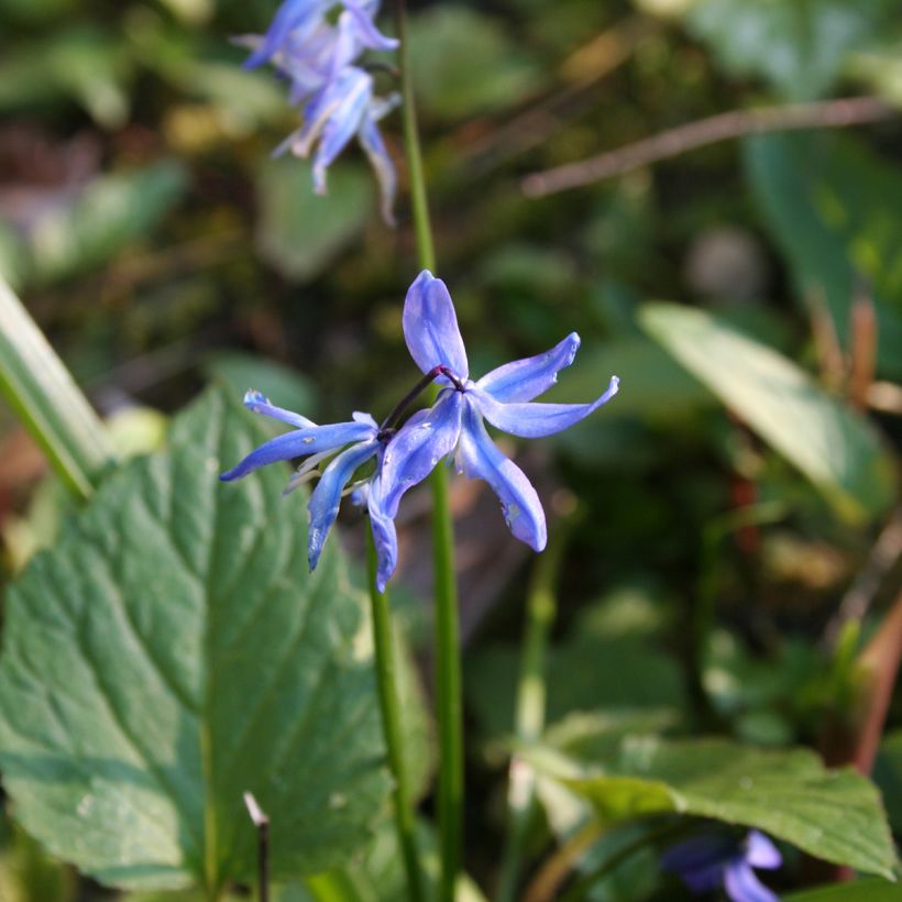 Scilla siberica  (Flowering)