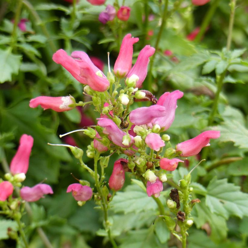 Scrophularia macrantha Cardinale Red (Flowering)