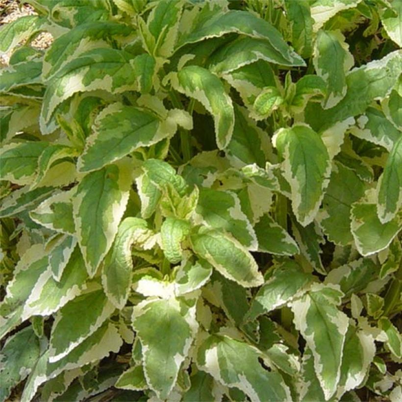 Scrophularia auriculata Variegata (Foliage)