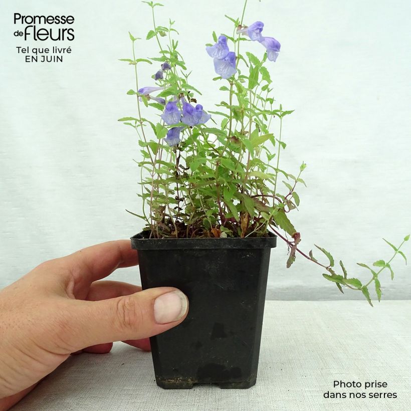 Scutellaria scordiifolia 8/9 cm pot sample as delivered in summer