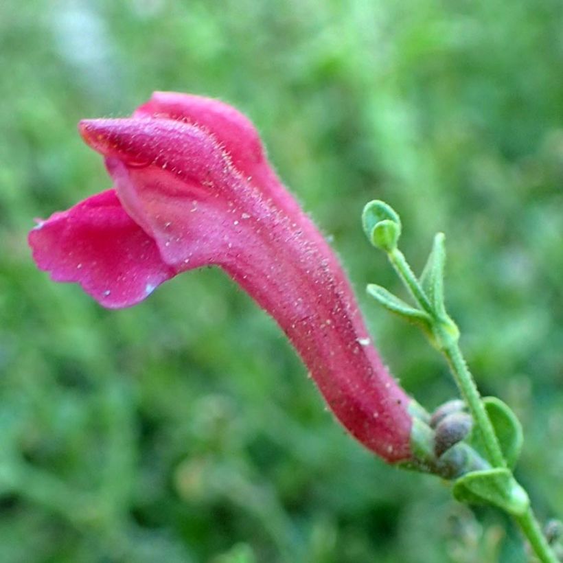 Scutellaria suffrutescens (Flowering)
