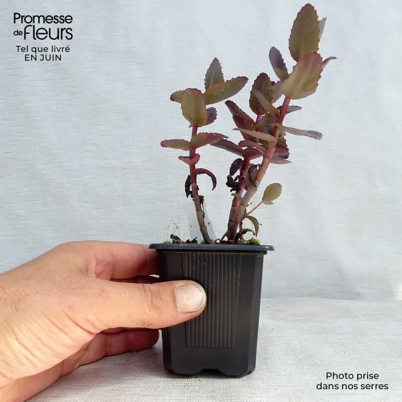 Sedum telephium Chocolate Cherry - Autumn Stonecrop 8/9 cm pot sample as delivered in summer