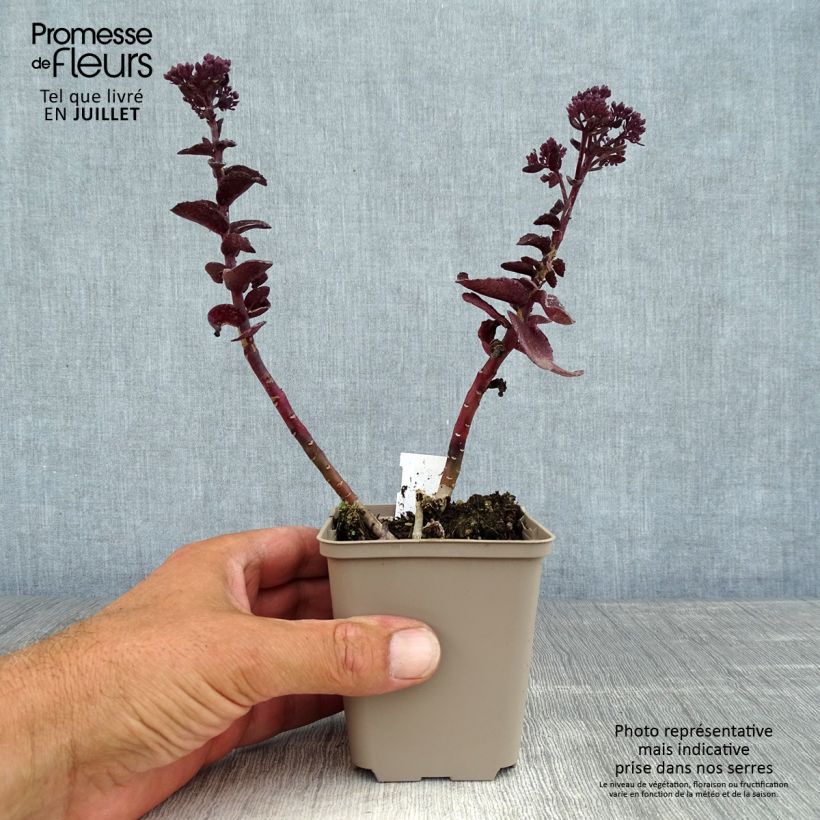 Sedum telephium Dark Magic - Autumn Stonecrop 8/9 cm pot sample as delivered in summer