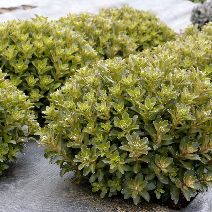 Sedum telephium Double Martini - Autumn Stonecrop (Foliage)