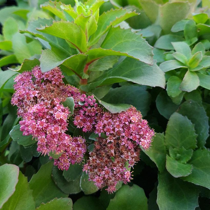 Sedum telephium Double Martini - Autumn Stonecrop (Flowering)