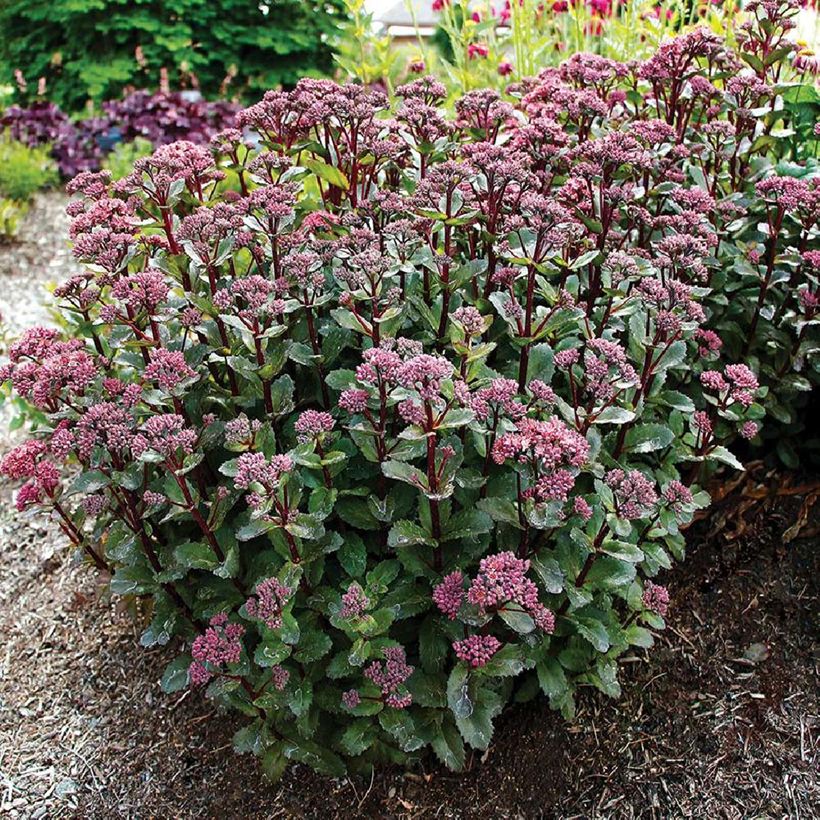 Sedum telephium Double Martini - Autumn Stonecrop (Plant habit)