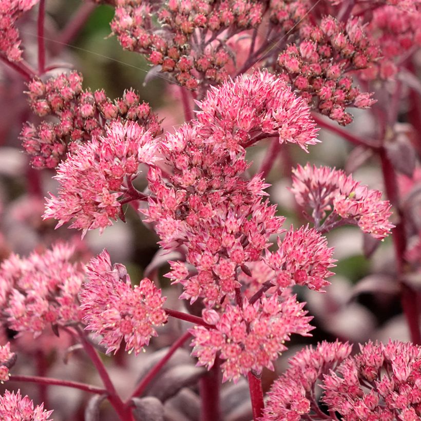 Sedum Mojave Jewels Diamond - Stonecrop (Flowering)