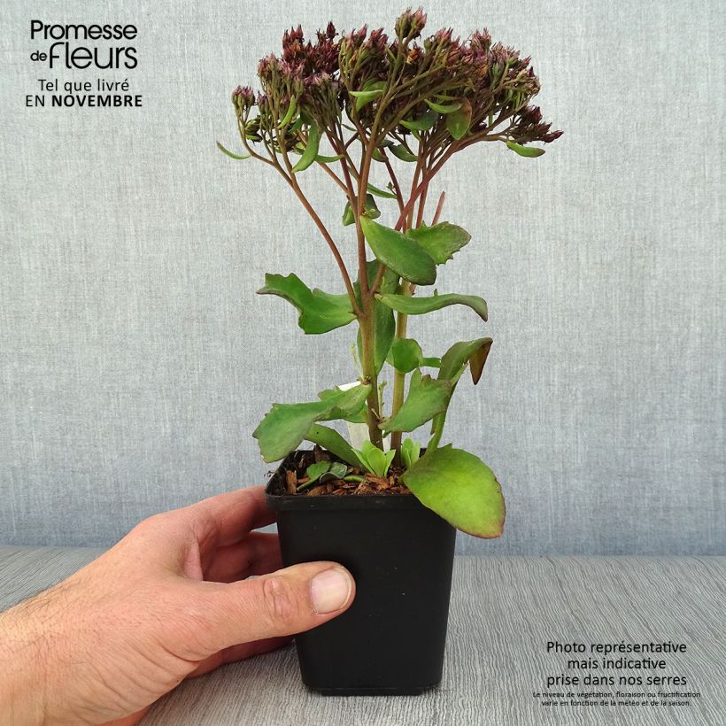 Sedum Mr Goodbud - Orpin d'automne Godet de 9cm sample as delivered in autumn