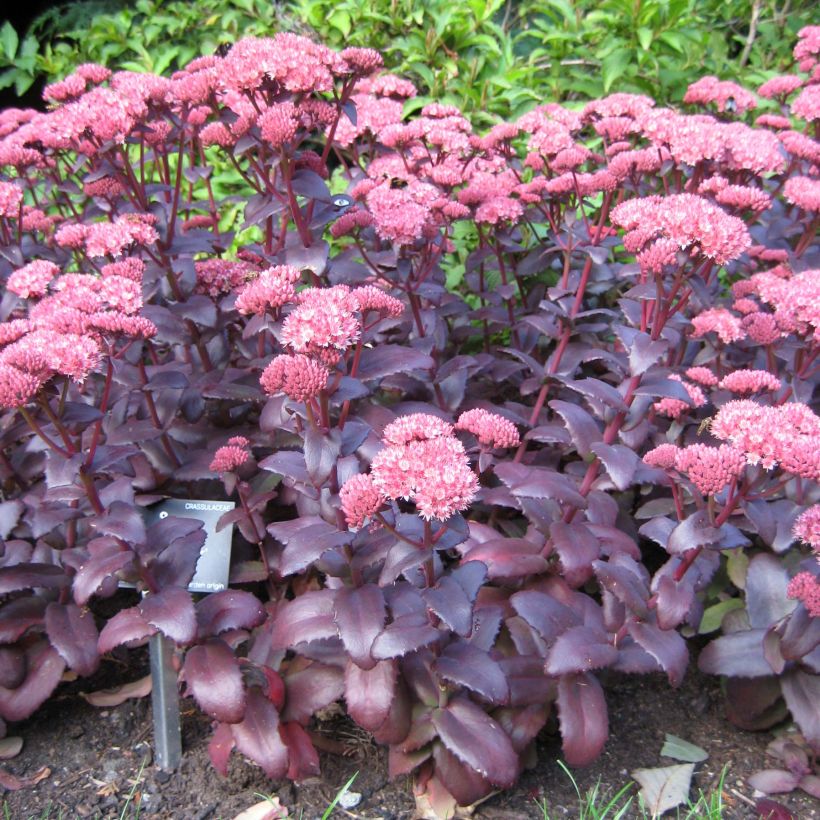 Sedum spectabile Purple Emperor - Autumn Stonecrop (Plant habit)