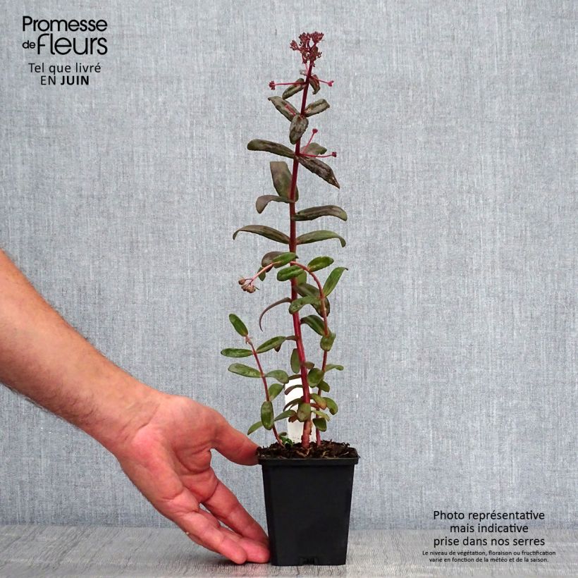 Sedum spectabile Purple Emperor - Autumn Stonecrop 8/9 cm pot sample as delivered in summer