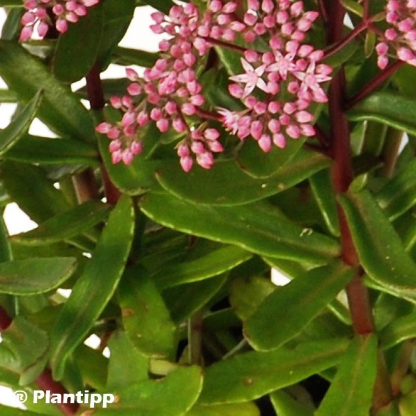 Sedum SunSparkler Jade Tuffet - Stonecrop (Foliage)