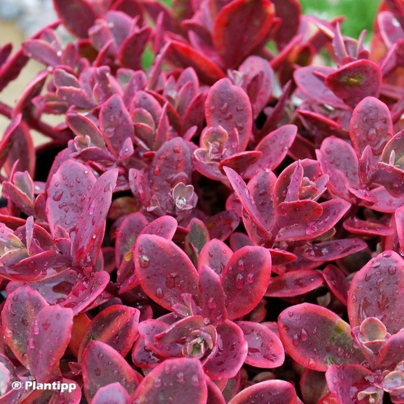 Sedum Sunsparkler Wildfire - Stonecrop (Foliage)