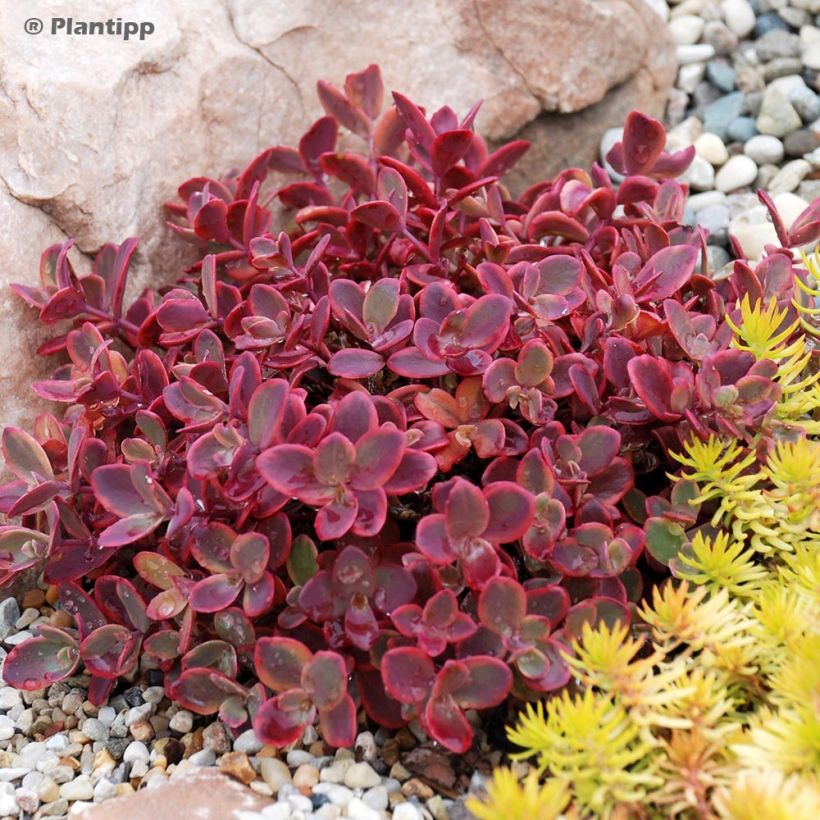 Sedum Sunsparkler Wildfire - Stonecrop (Plant habit)