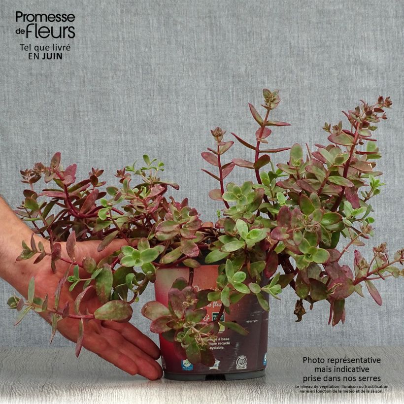 Sedum SunSparkler Firecracker - Stonecrop 1.5L/2L pot sample as delivered in summer