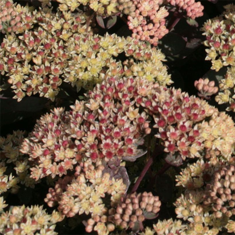 Sedum spectabile Twinkling Star - Autumn Stonecrop (Flowering)