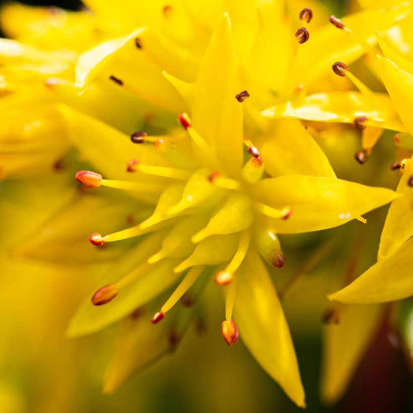 Sedum kamtschaticum Weihenstephaner Gold - Stonecrop (Flowering)