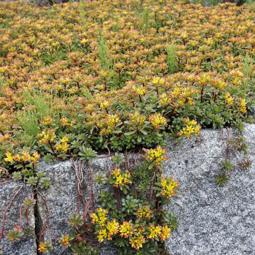 Sedum kamtschaticum Weihenstephaner Gold - Stonecrop (Plant habit)