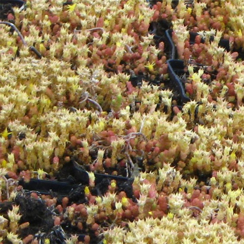 Sedum acre Yellow Queen - Stonecrop (Foliage)
