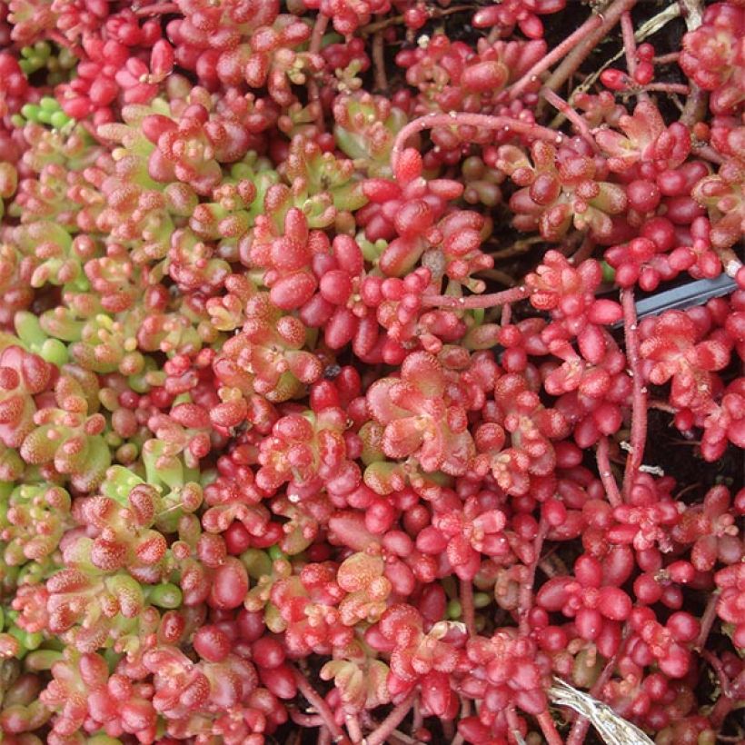 Sedum album Coral Carpet - Stonecrop (Flowering)